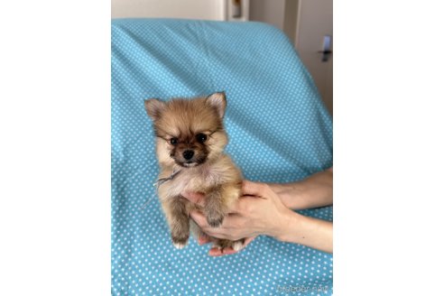 販売中の北海道のミックス犬-339168の2枚目