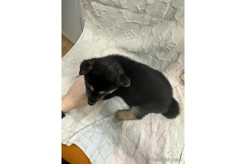 販売中の千葉県の柴犬-339310の2枚目