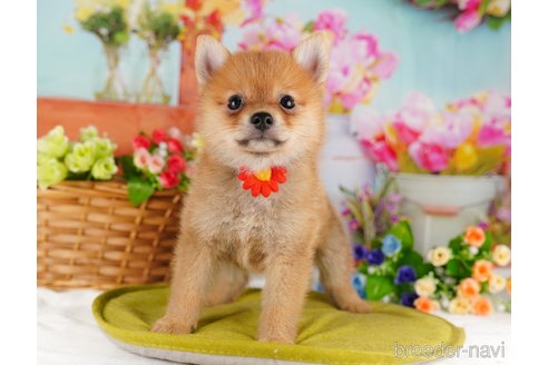 販売中の東京都のミックス犬-339578の6枚目