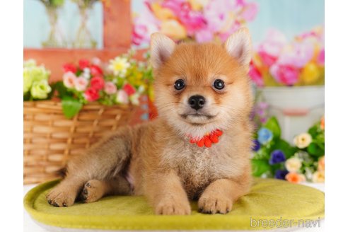 販売中の東京都のミックス犬-339578の4枚目