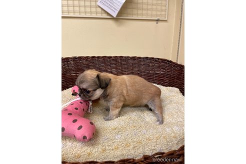 販売中の愛知県のミックス犬-339732の2枚目