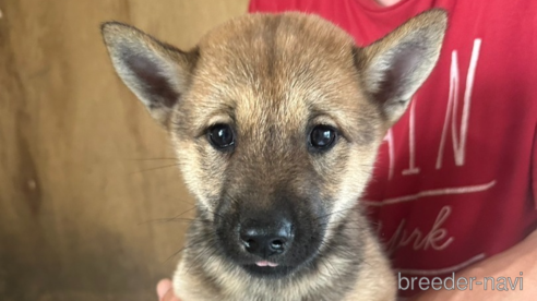 販売中の北海道の北海道犬-340010の1枚目