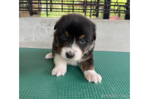 販売中の山梨県のオーストラリアンシェパード-339991の4枚目