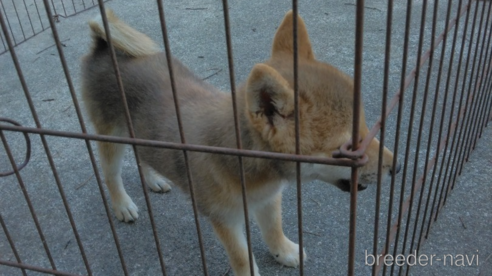 販売中の石川県の柴犬-340241の1枚目