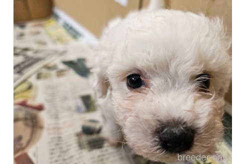 販売中の愛知県のビションフリーゼ-340312の5枚目