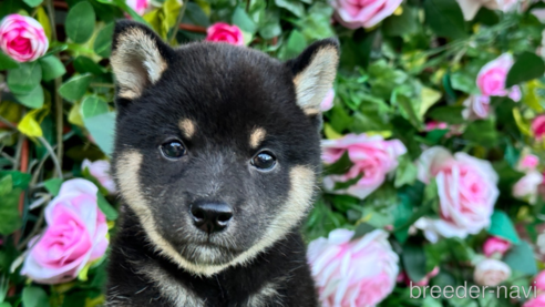 販売中の茨城県の柴犬-340356の1枚目