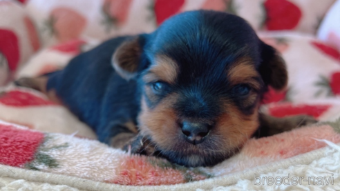 販売中の広島県のミックス犬-340371