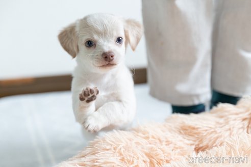 成約済の福岡県のミックス犬-329054の4枚目