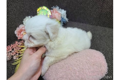 販売中の東京都のミックス犬-340701の5枚目