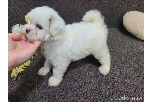 販売中の東京都のミックス犬-340702の5枚目