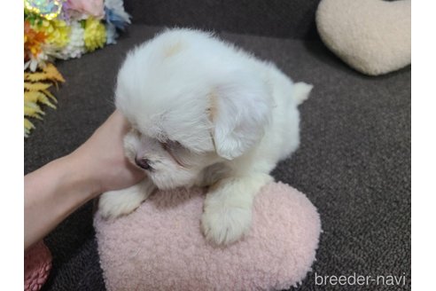 販売中の東京都のミックス犬-340702の7枚目