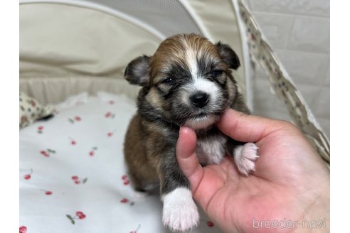 成約済の埼玉県のミックス犬-339530の11枚目