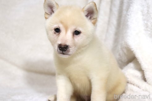 販売中の滋賀県の柴犬-341645の2枚目