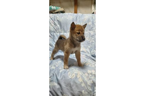 販売中の岩手県の柴犬-341505の2枚目