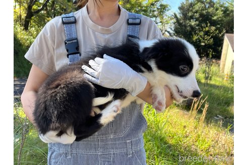 成約済の鹿児島県のボーダーコリー-329856の4枚目