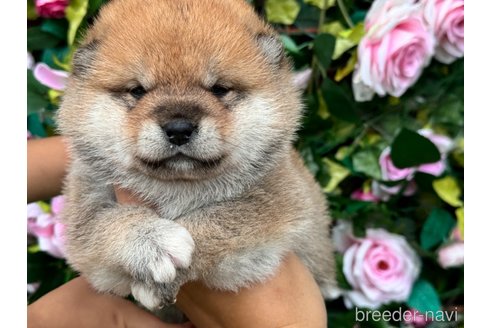 販売中の茨城県の柴犬-341743の2枚目