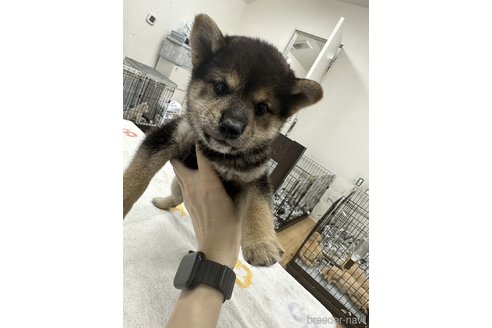 販売中の千葉県の柴犬-341955の1枚目