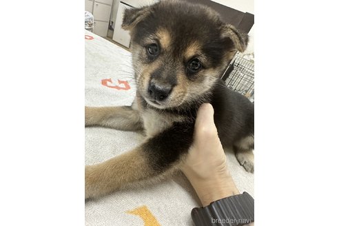 販売中の千葉県の柴犬-341962の1枚目