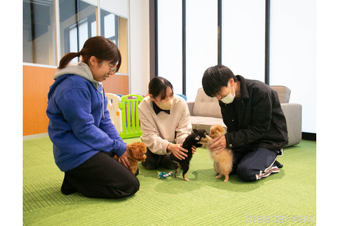 成約済の茨城県のミニチュアダックスフンド(ロングヘアード)-340261の2枚目