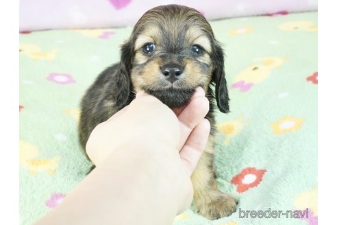 販売中の兵庫県のカニンヘンダックスフンド(ロングヘアード)-342658の3枚目