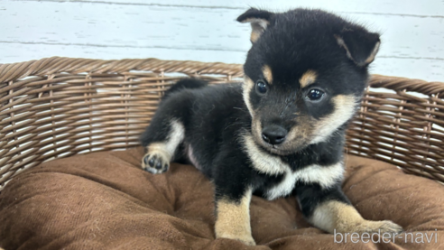 販売中の大分県の柴犬-342690の1枚目