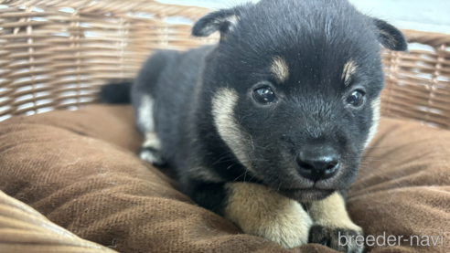 販売中の大分県の柴犬-342691