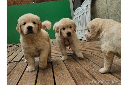 成約済の長野県のゴールデンレトリーバー-337008の3枚目