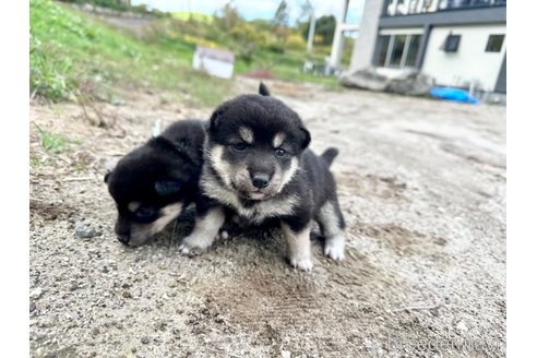 販売中の北海道の柴犬-342786の3枚目