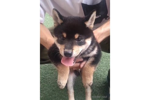 販売中の徳島県の柴犬-342895の2枚目