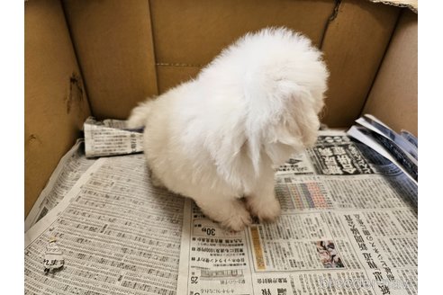 成約済の愛知県のビションフリーゼ-342916の5枚目