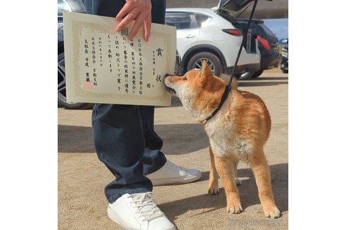 販売中の岐阜県の柴犬-342968の3枚目