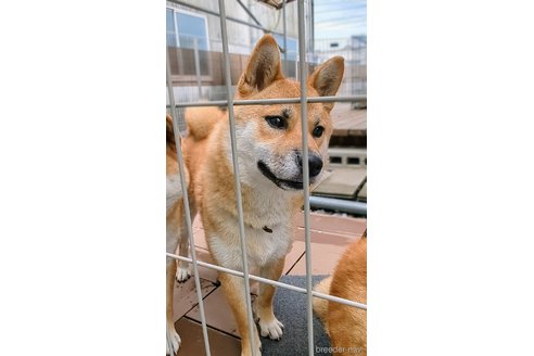 成約済の岐阜県の柴犬-342973の4枚目