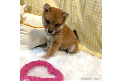 販売中の栃木県の柴犬-343750の5枚目