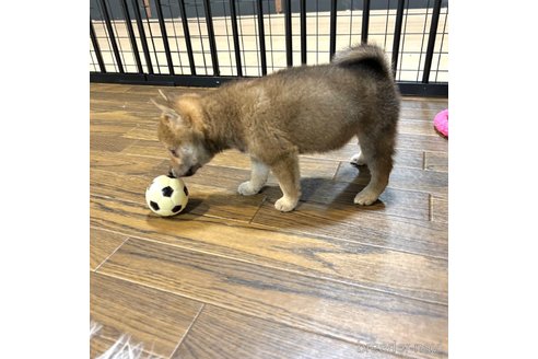 販売中の栃木県の柴犬-343875の2枚目