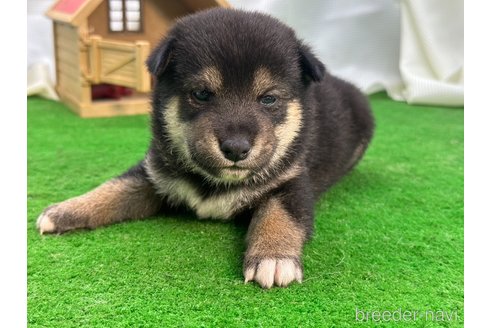 成約済の茨城県の柴犬-342539