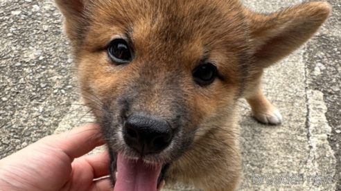 成約済の兵庫県の豆柴-344167の1枚目