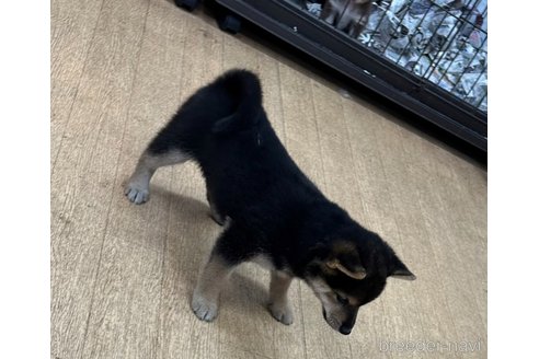 販売中の千葉県の柴犬-341955の7枚目