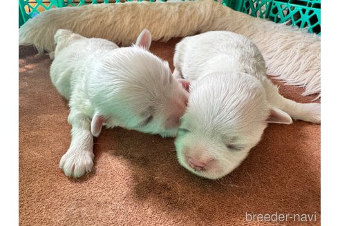 販売中の茨城県のマルチーズ-344296の3枚目