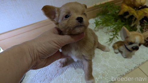 販売中の広島県のチワプー:チワワ×トイプードル-341211の74枚目