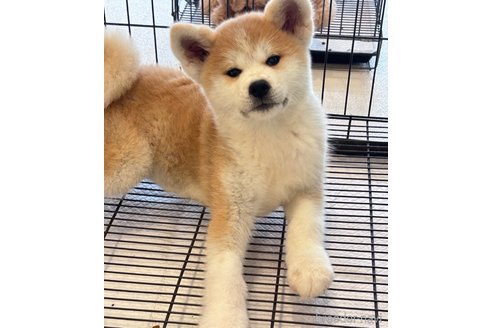 販売中の大阪府の秋田犬-344513の1枚目