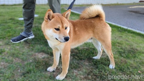 成約済の岐阜県の柴犬-342968の1枚目