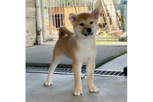 成約済の静岡県の柴犬-330511の2枚目