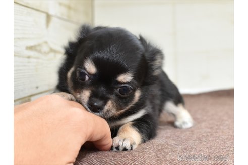 成約済の愛知県のチワワ(ロングコート)-337615の7枚目