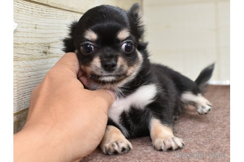 成約済の愛知県のチワワ(ロングコート)-337615の4枚目