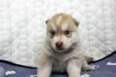 販売中の栃木県のシベリアンハスキー-345051の1枚目