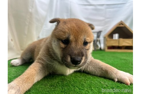 販売中の茨城県の柴犬-343808の9枚目