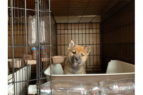 販売中の岡山県の柴犬-345277の4枚目