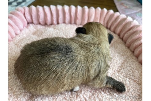 販売中の静岡県のポメマル:ポメラニアン×マルチーズ-344971の2枚目