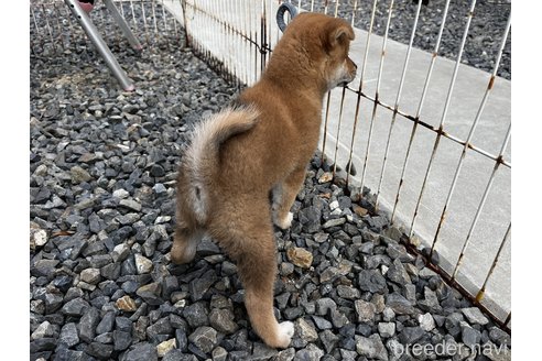 販売中の岡山県の柴犬-346427の5枚目