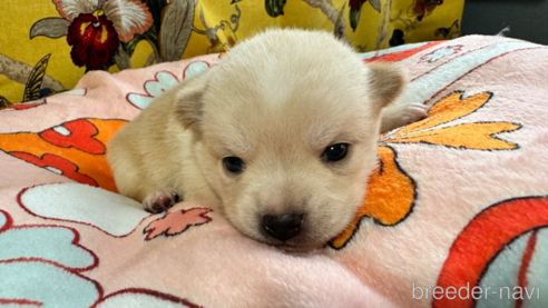 販売中の茨城県のミックス犬-346451の1枚目